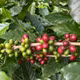 Hồng Kỳ International Coffee HK13