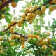 Rượu mơ Yên Tử 