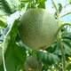 Dưa lưới An Xuân 