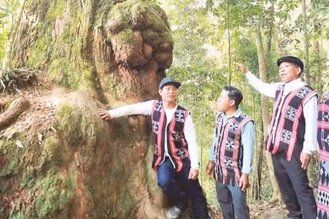 Rừng pơ mu ở xã Hùng Sơn trở thành điểm đến ưa thích của du khách trong và ngoài nước.
