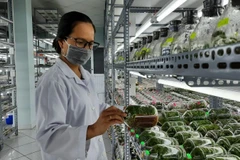 Phòng nuôi cấy mô cây giống Khu Nông nghiệp công nghệ cao Thành phố Hồ Chí Minh.