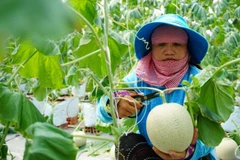 Nông dân Thành phố Hồ Chí Minh thu hoạch dưa lưới.