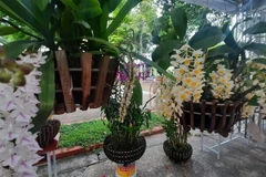 Hoa lan được trưng bày tại hội thi hoa lan Thành phố Hồ Chí Minh.