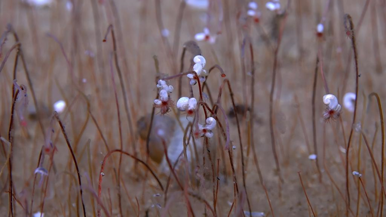 Giun ống được chụp ở rãnh Kamchatka. (Ảnh: Viện nghiên cứu khoa học và công trình biển-Viện khoa học Trung Quốc)