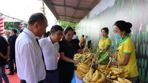 Chuối là một trong những mặt hàng trái cây có nhiều tiềm năng xuất khẩu sang Nhật Bản. 