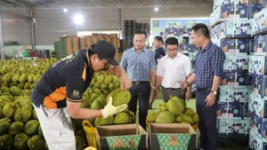 Cơ sở thu mua đóng gói sầu riêng xuất khẩu trên địa bàn huyện Krông Pắc, tỉnh Đắk Lắk. (Ảnh CÔNG LÝ)