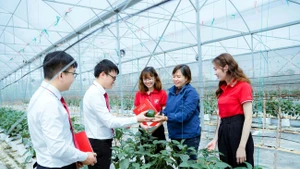 Gói vay ưu đãi về “Tín dụng xanh” khuyến khích khách hàng đầu tư nông nghiệp công nghệ cao. (Ảnh KHẢI CA)