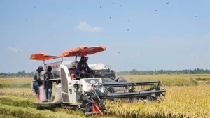 Nông dân vùng Tứ giác Long Xuyên thu hoạch lúa.