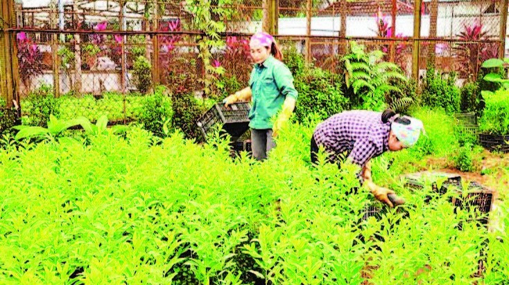 Phát triển sinh kế cho nhân dân ở vùng đệm Vườn quốc gia Ba Vì. (Ảnh: HẢI LÂM)