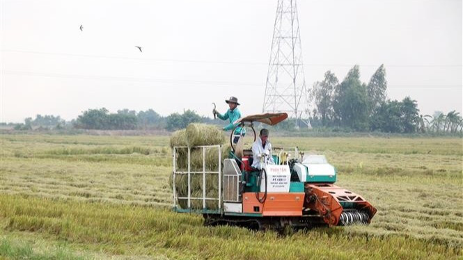 Rơm trên đồng được cuộn để tái sử dụng trong trồng nấm - mô hình kinh tế tuần hoàn giúp giảm phát thải khí nhà kính hiệu quả. (Ảnh: Thu Hiền - TTXVN)
