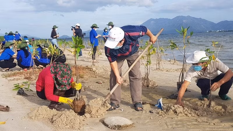 Các lực lượng tham gia trồng cây đước tại tỉnh Khánh Hòa. (Ảnh: VĨNH THÀNH)