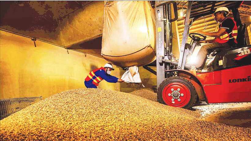 Chế biến cà-phê xuất khẩu tại Công ty Simexco DakLak. (Ảnh MINH ANH)