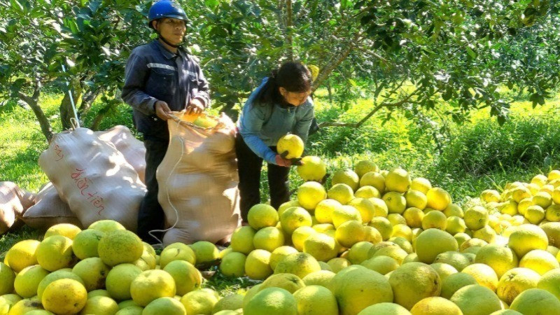 Nhãn hiệu chứng nhận “Bưởi Tuyên Hóa” tạm thời được giao cho Sở Khoa học và Công nghệ Quảng Bình quản lý khi bỏ cấp huyện.
