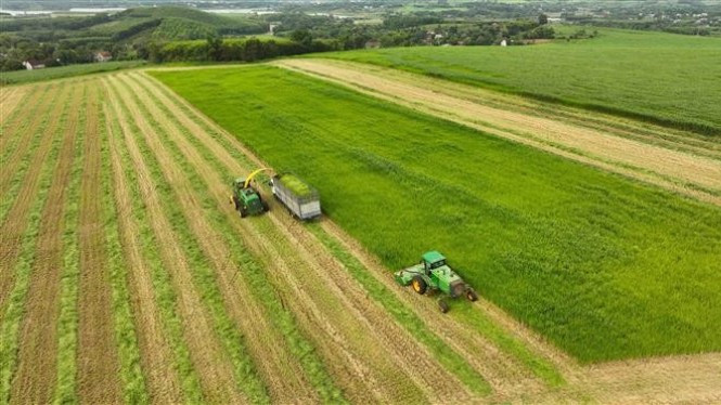 Ảnh minh họa. (Ảnh: Vũ Sinh - TTXVN)