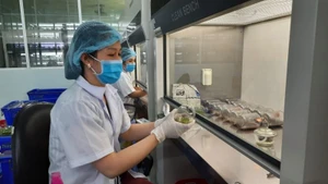 Nhân giống hoa lan bằng phương pháp nuôi cấy mô tế bào tại Khu Nông nghiệp công nghệ cao Thành phố Hồ Chí Minh. (Ảnh: CAO TÂN)