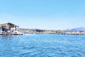 Mô hình nuôi sò lông đang được nhân rộng ở vịnh Cam Ranh, tỉnh Khánh Hòa.