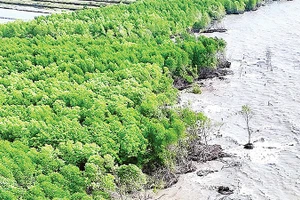 Biến đổi khí hậu gây sạt lở đang làm mất dần đai rừng phòng hộ ven biển Cà Mau.