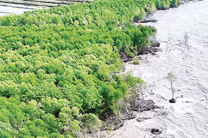 Biến đổi khí hậu gây sạt lở đang làm mất dần đai rừng phòng hộ ven biển Cà Mau.