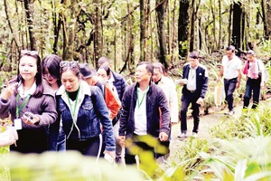 Du khách lên đỉnh núi Voi để tham quan quần thể thông đỏ nghìn năm tuổi.