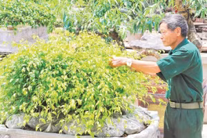 Cựu chiến binh Ninh Bình nỗ lực phát triển kinh tế, góp sức xây dựng quê hương.