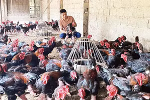 Người dân xã Hoàn Long, tỉnh Hưng Yên chăn nuôi gà Đông Tảo chất lượng cao. (Ảnh VÂN ANH)