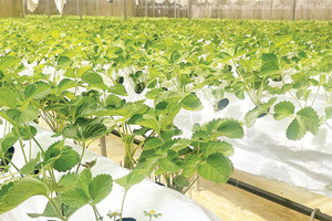 Mô hình nông nghiệp công nghệ cao hiệu quả kinh tế cao hơn so với phương pháp canh tác truyền thống.