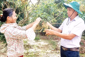 Thành viên HTX cây ăn quả đặc sản và nuôi trồng thủy sản Quyết Thắng, xã Tân Hưng trao đổi kinh nghiệm canh tác theo quy trình VietGAP.