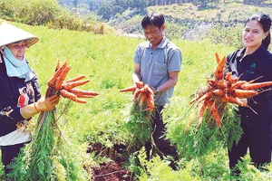 Canh tác rau, củ theo hướng hữu cơ góp phần nâng cao giá trị sản xuất tại Lâm Đồng.