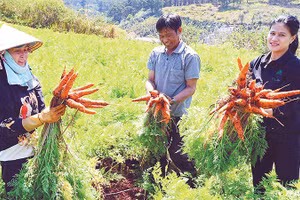 Canh tác rau, củ theo hướng hữu cơ góp phần nâng cao giá trị sản xuất tại Lâm Đồng.