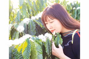 Hương hoa cà-phê dịu ngọt làm say đắm lòng người.