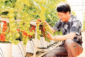 Nông dân Lâm Đồng ứng dụng hệ thống tưới nhỏ giọt mang lại hiệu quả cao.