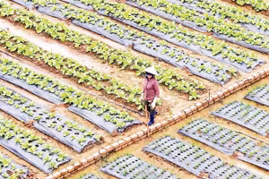 Nhà nông xã D'Ran thăm vườn rau đang lên xanh sau mùa mưa lũ.