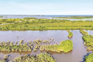 Vườn quốc gia Xuân Thủy, khu bảo tồn đất ngập nước tiêu biểu của Việt Nam và khu vực.