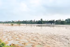 Nhiều diện tích đất bị lấn chiếm nuôi trồng thủy sản tại Quảng Ninh được thu hồi.