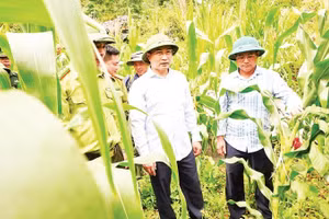 Đoàn công tác Sở Nông nghiệp và Môi trường Tuyên Quang kiểm tra nương ngô bị đàn khỉ phá tại các xã Sà Phìn và Lũng Cú.