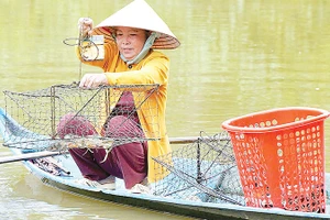 Những con cua biển Cà Mau chắc khỏe, tươi rói vừa được thu hoạch từ vuông tôm là nguồn nguyên liệu dồi dào làm nên muối cua đặc sản.