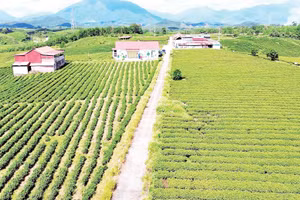 Vùng chè sản xuất tập trung tại xã Đường Hoa, tỉnh Quảng Ninh.