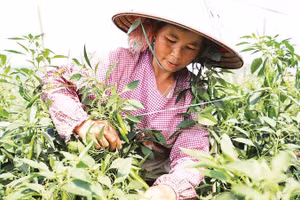 Người dân xã Quản Bạ trồng ớt chỉ địa cho thu nhập cao. 