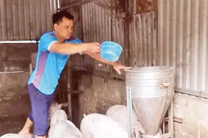 Mô hình nuôi lợn thương phẩm của gia đình anh Bùi Văn Tứ, ở bản Ná Đon, xã Pu Sam Cáp từ nguồn vốn vay của Ngân hàng Chính sách xã hội. 