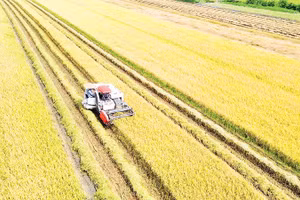 Nông dân xã Long Bình, tỉnh Đồng Tháp thu hoạch lúa hè thu 2025.