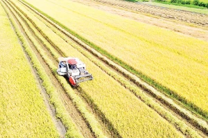 Nông dân xã Long Bình, tỉnh Đồng Tháp thu hoạch lúa hè thu 2025.