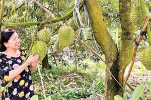 Gia đình bà Cao Thị Chiên xử lý sầu riêng ra quả nghịch vụ mang lại hiệu quả kinh tế cao.