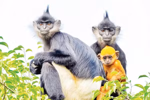 Các cá thể Voọc mông trắng phát triển tốt sau khi được thả về tự nhiên tại đảo Ngọc thuộc Di sản Tràng An. (Ảnh Di sản Tràng An)