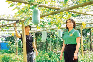 Mô hình trồng bí xanh thơm mở ra hướng phát triển kinh tế mới cho người dân xã Văn Bàn.