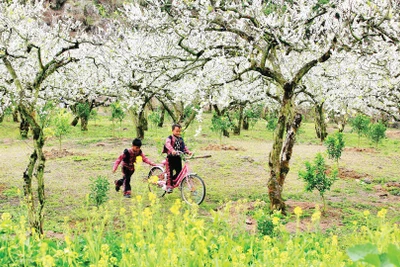 Sắc màu bản H’Mông. (Ảnh: NGÔ MINH PHÓNG)