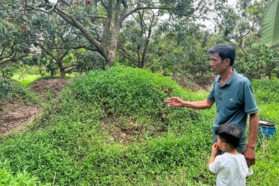 Những cây nhãn đã được ông Hoàng Quang Tuấn trồng cao hơn để tránh ngập úng.