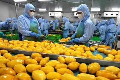 Chế biến sản phẩm xoài xuất khẩu. (Ảnh minh họa: TTXVN)