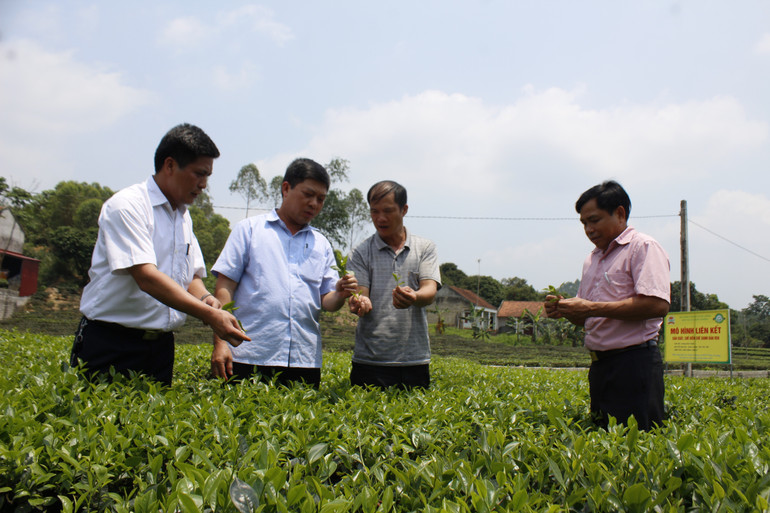 Chè Bản Ven, huyện Yên Thế đã trở thành thương hiệu được nhiều người dân tin dùng. (Ảnh Sơn Thủy) che-ban-ven-anh-son-thuy.jpg