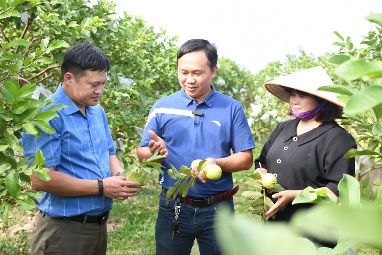 Nhờ ứng dụng công nghệ trong việc bán sản phẩm, nông sản của bà con nông dân được nhiều người tin dùng. (Ảnh VĂN HỌC) dsc-1379.jpg