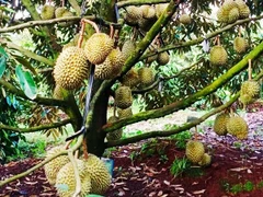 Vườn sầu riêng ở tỉnh Gia Lai.